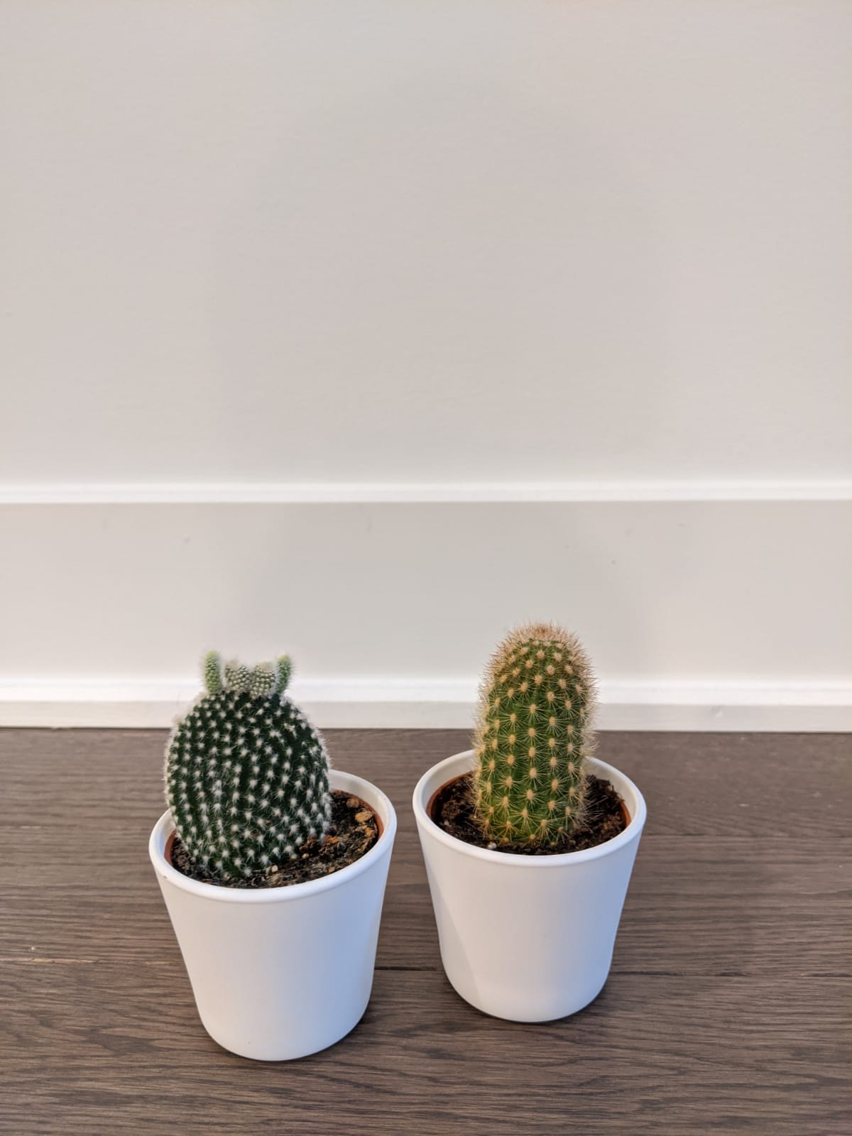 Cacti